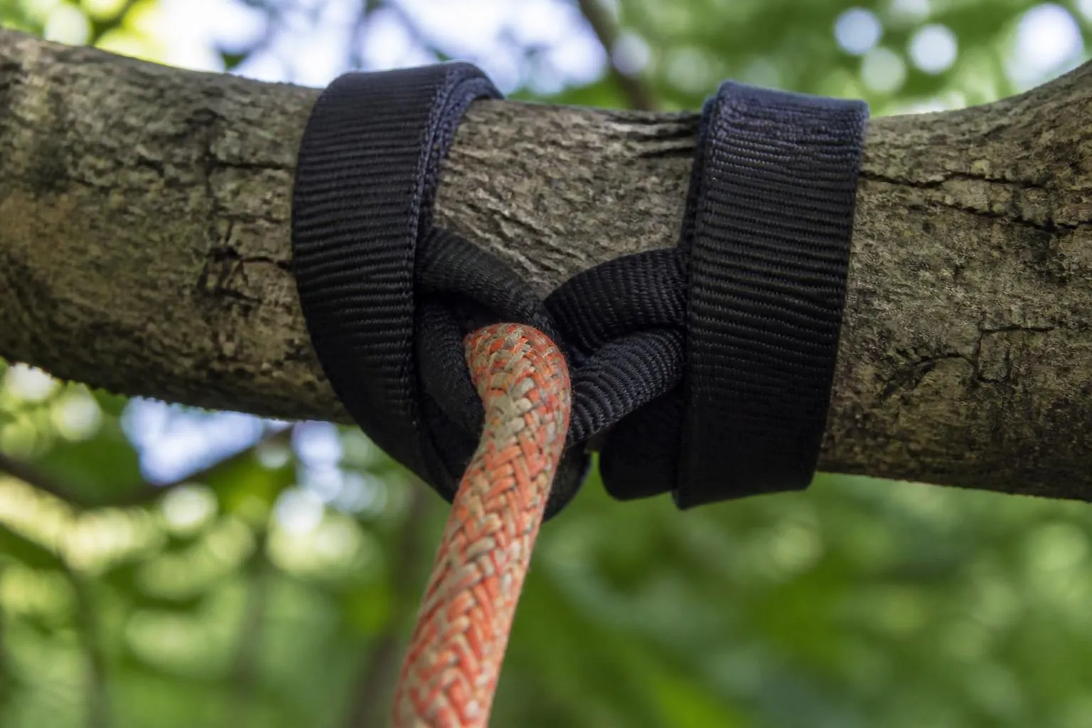 Corde d’élagage passée sur une grosse branche, protégée par une fausse fourche sanglée contre l’écorce.