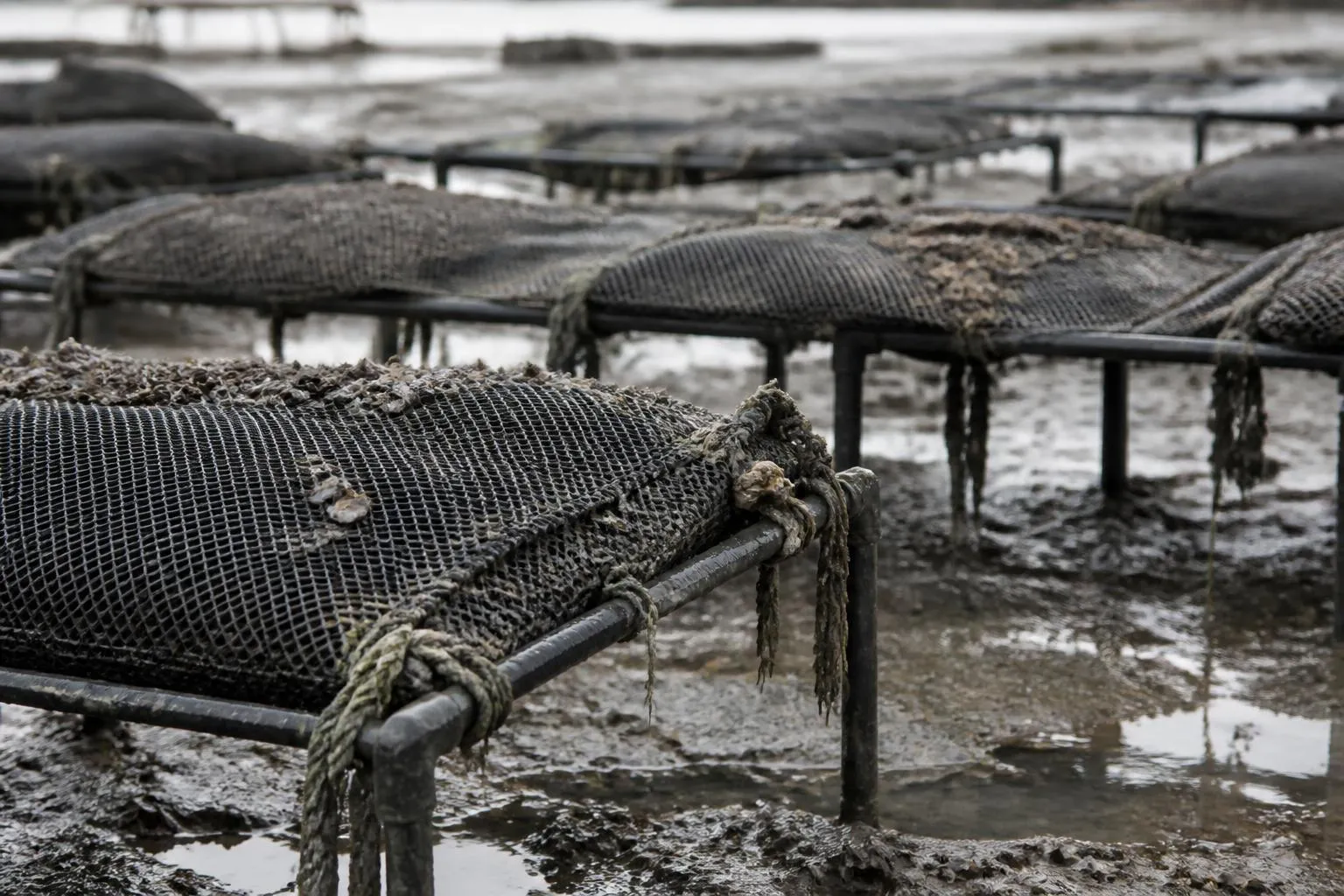 Poches ostréicoles noires attachées sur des tables de fer découvertes à marée basse, vase et flaques autour des pieds