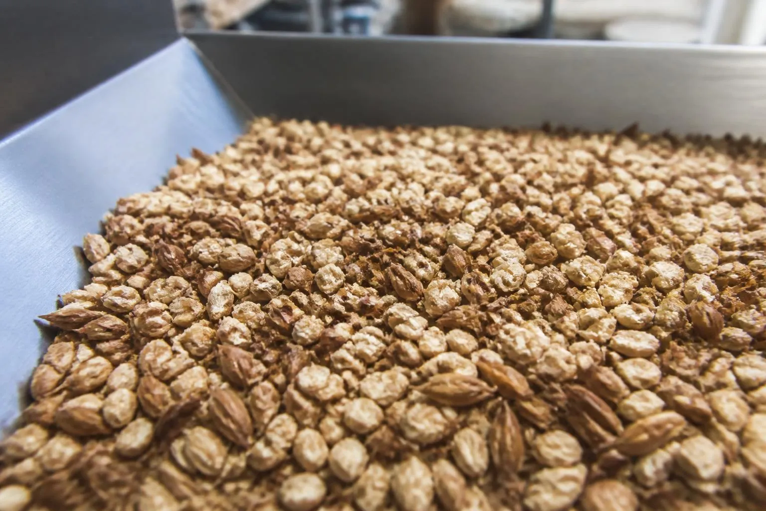 Mouture de malt d’orge concassé, enveloppes brunes encore entières, au fond d’une trémie de concasseur en inox